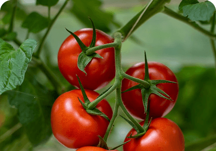 Vegetables & Horticulture